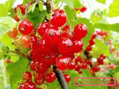 rød currant rød currant