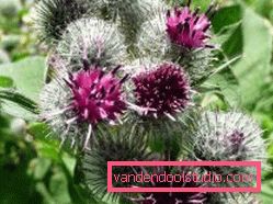 Burdock Hair Masks