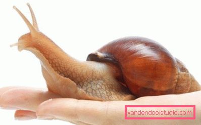 Achatina i hånden Achatina i hånden