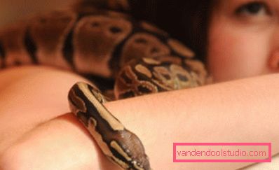 Reptilterapi Reptilterapi