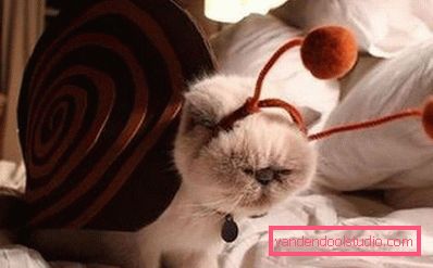 katt i en clam kostyme katt i en clam kostyme