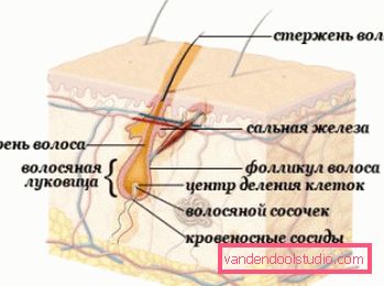 'Строение Hårstruktur