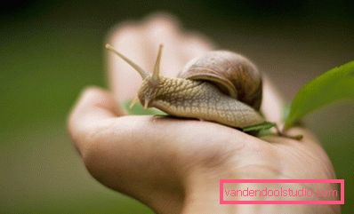snegle på hånden snegle på hånden